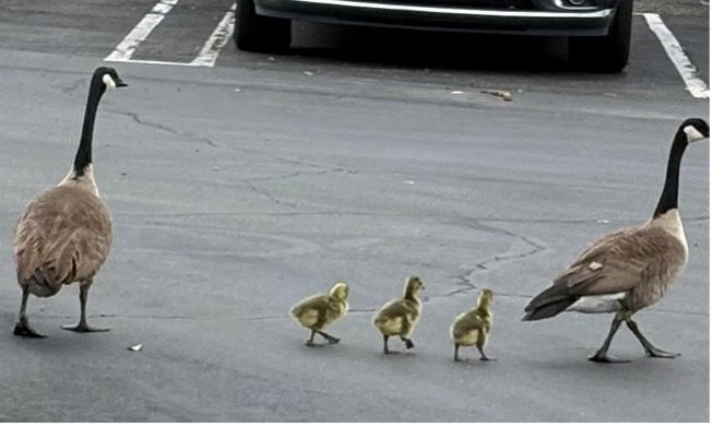 Parents and baby geese